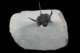 Bumpy, Enrolled Cyphaspis Trilobite - Ofaten, Morocco #98621-1